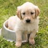 Reines steirisches Kürbiskernöl für Hunde: Ihr gesundes Haustier